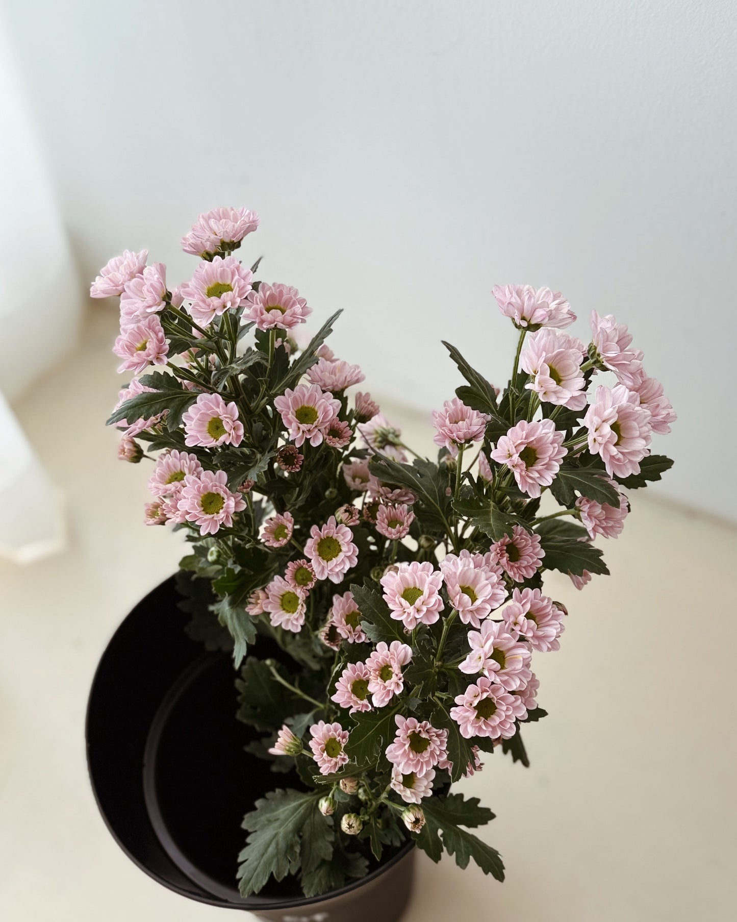 Chrysanthemum Pom Pom | Baby Pink