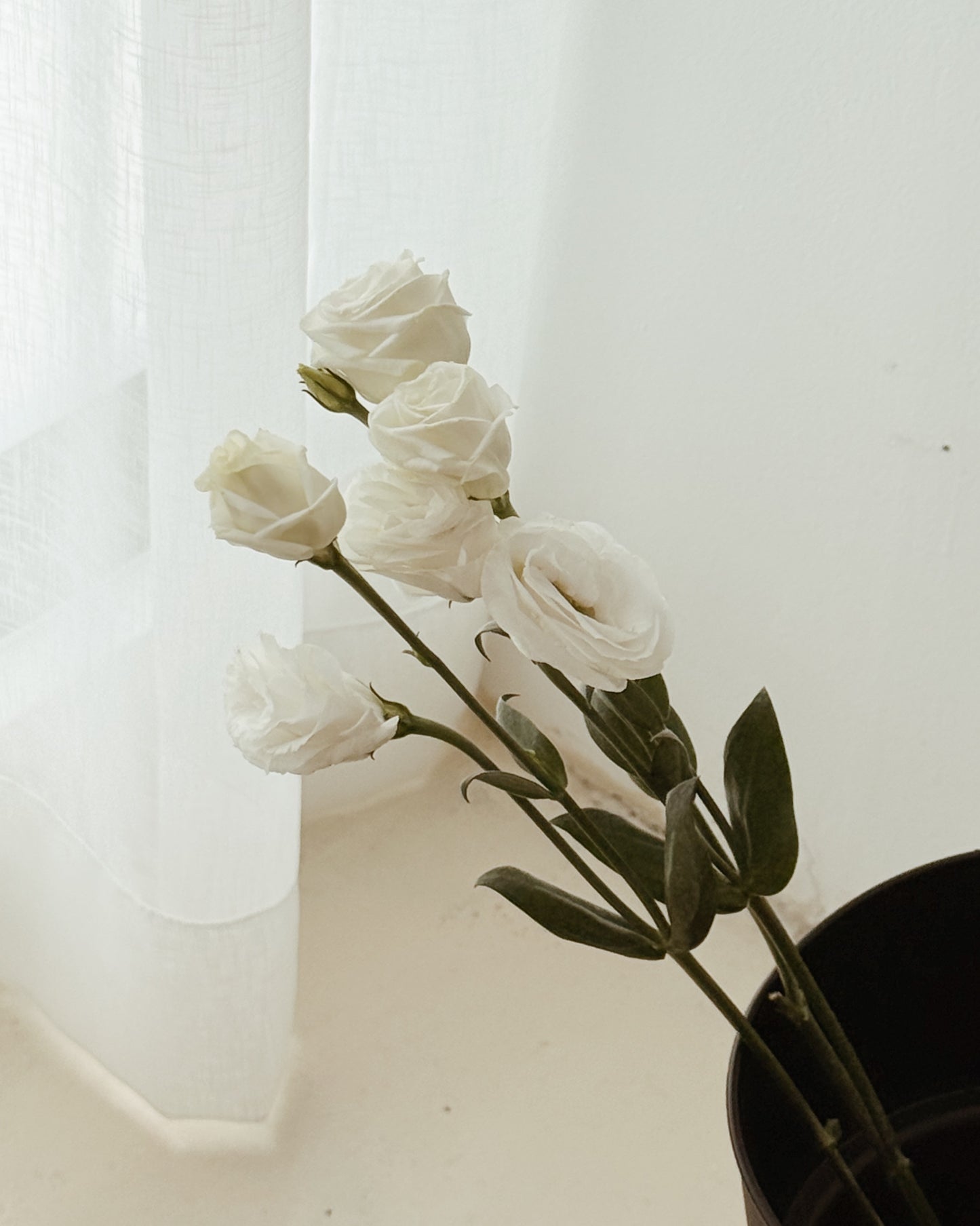 Eustoma | White
