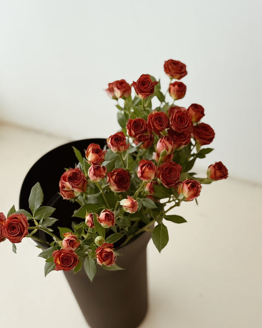 Rose Spray | Chocolate Brown