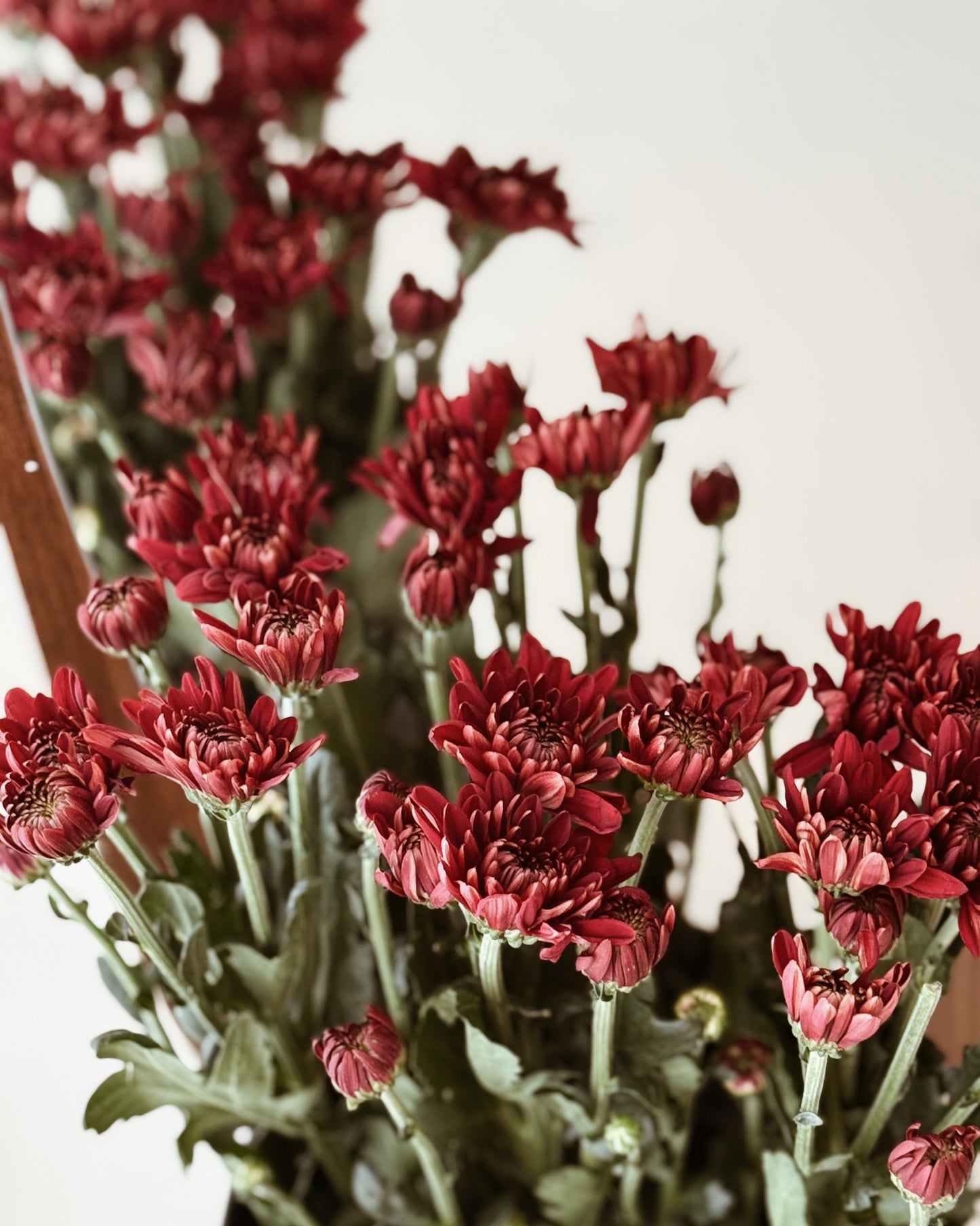 Chrysanthemum Pom Pom | Dark Red