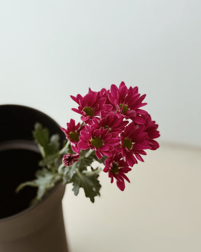 Chrysanthemum Pom Pom | Hot Pink