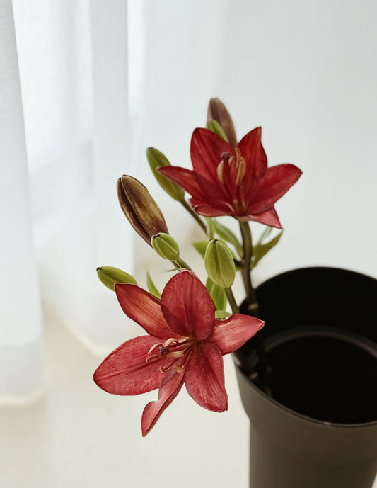 Lily | Maroon