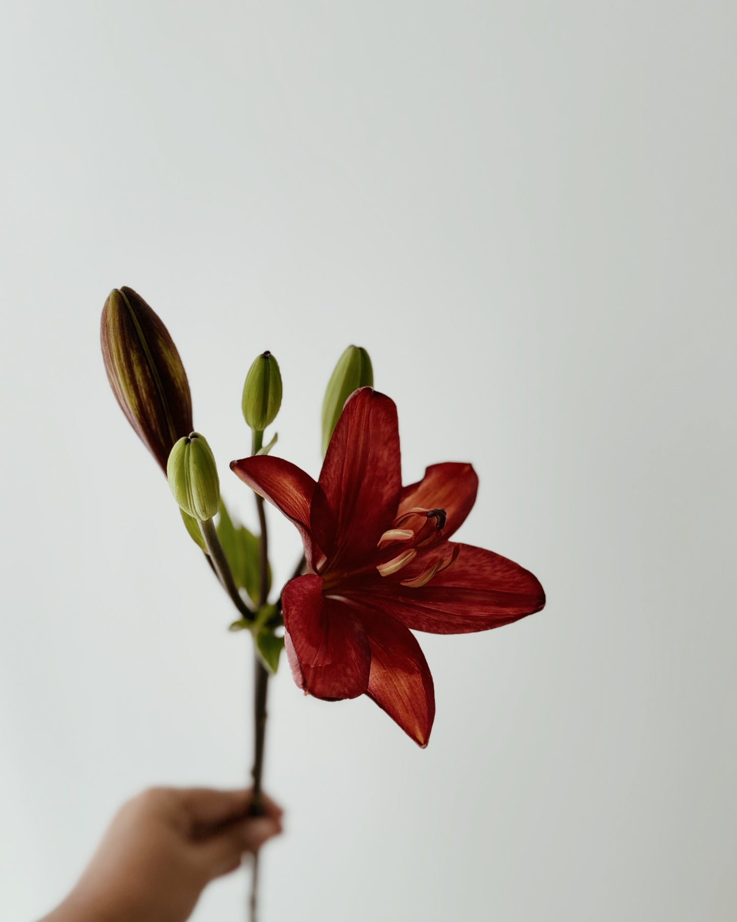 Lily | Maroon
