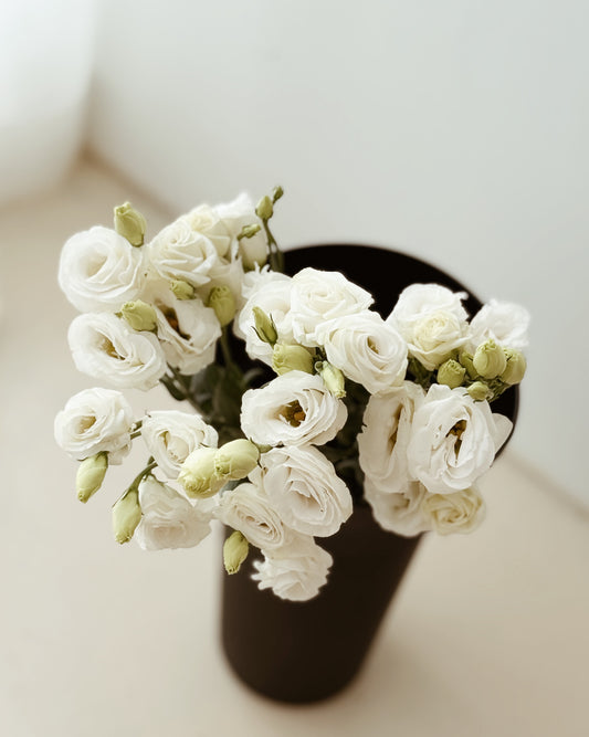 Eustoma | White