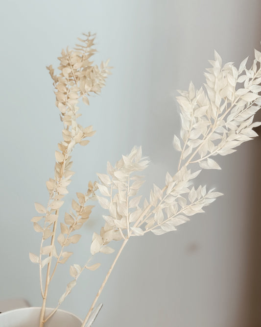 PRESERVED Ruscus | White