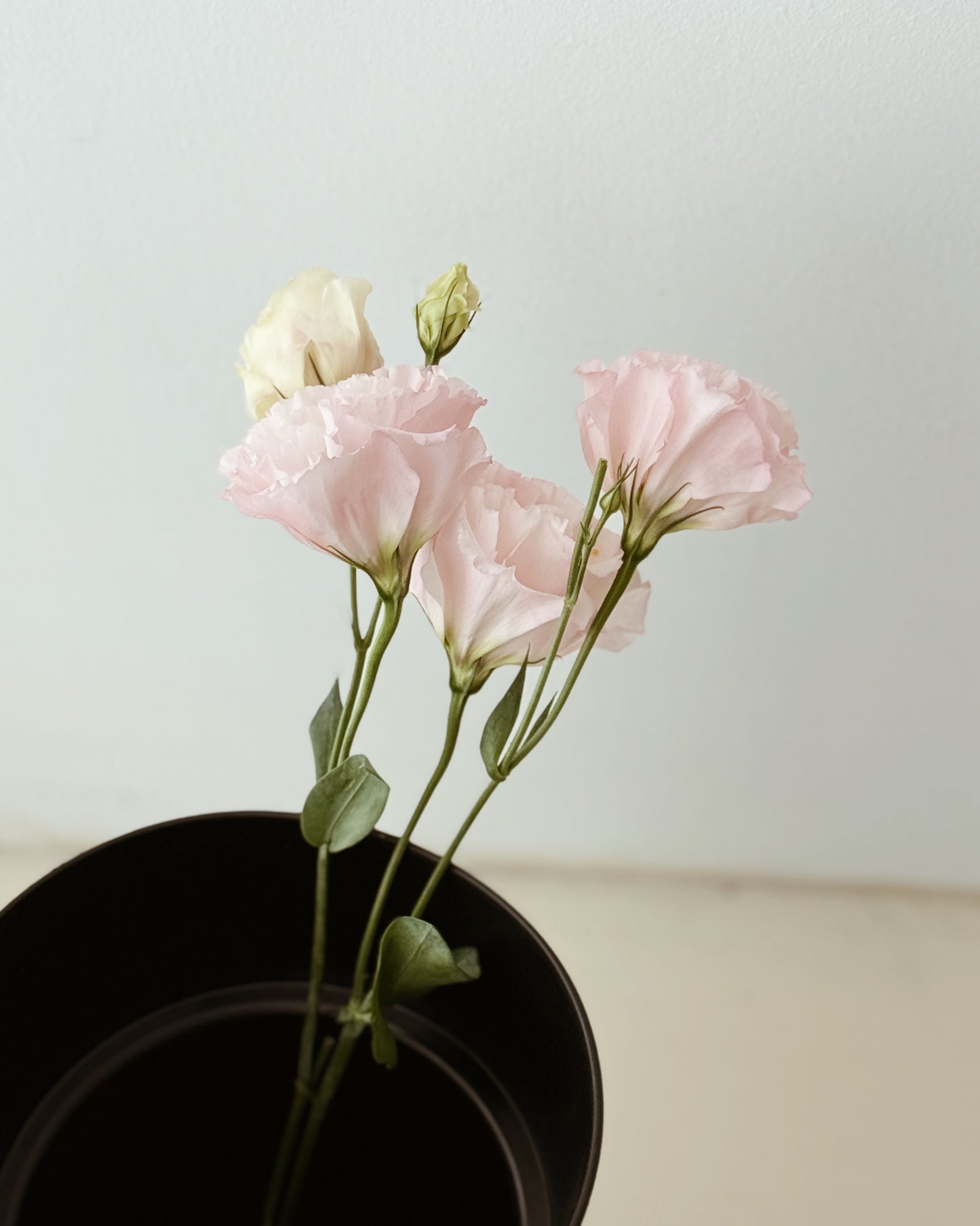 Eustoma | Light Pink