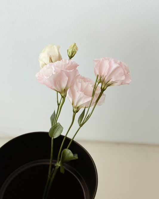 Eustoma | Light Pink