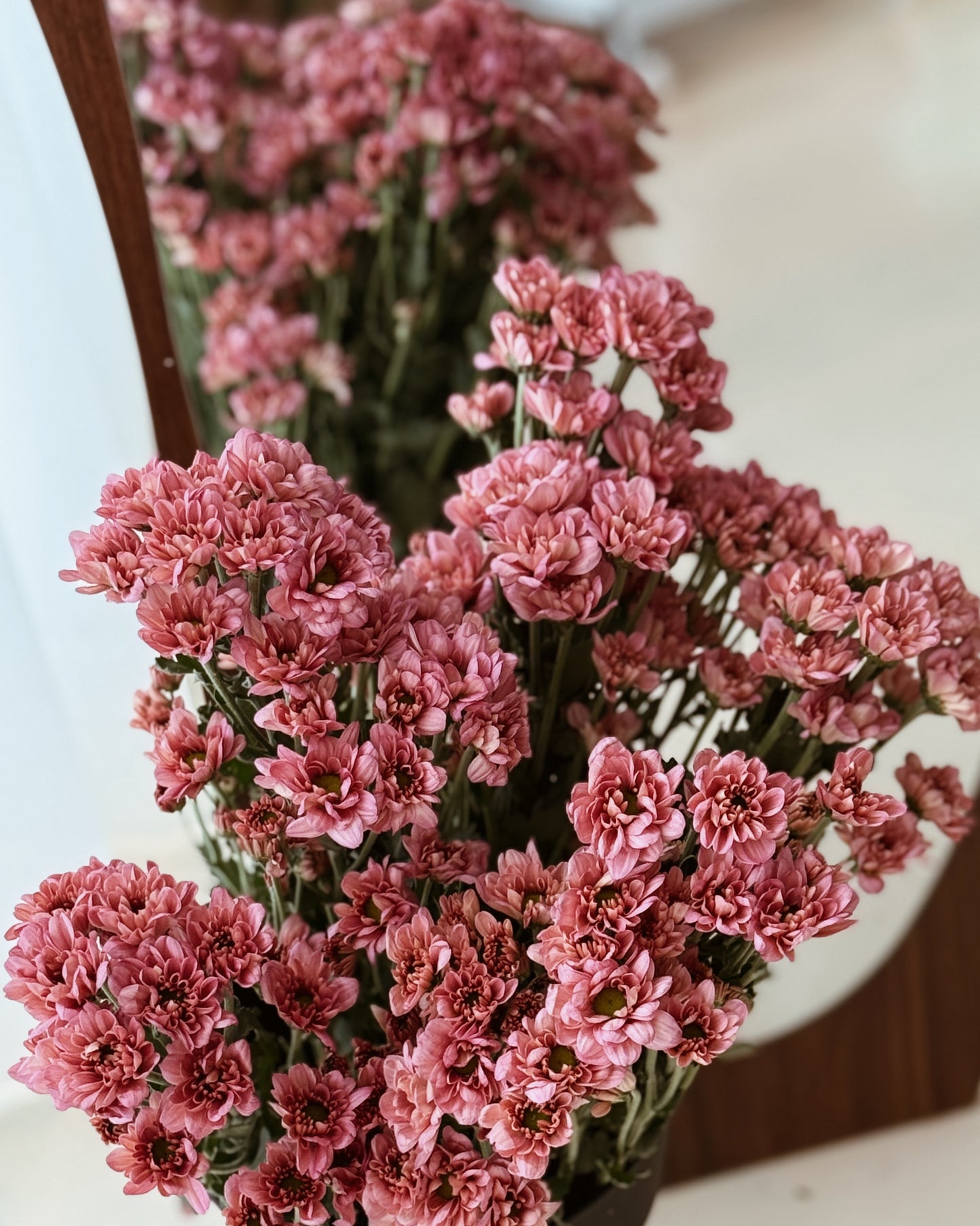 Chrysanthemum Pom Pom | Purple