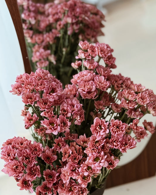 Chrysanthemum Pom Pom | Purple