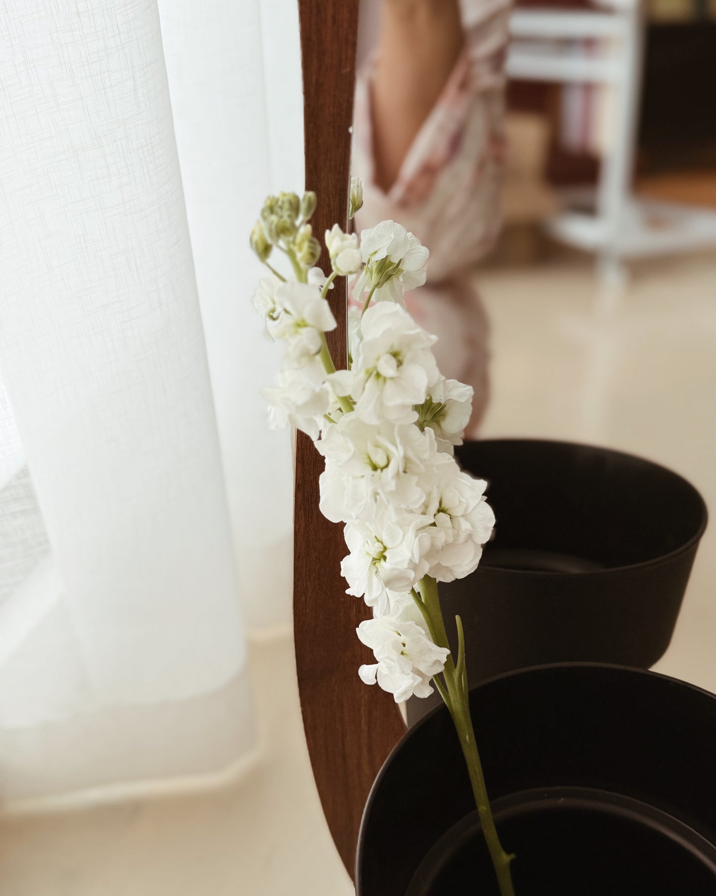 Matthiola | White