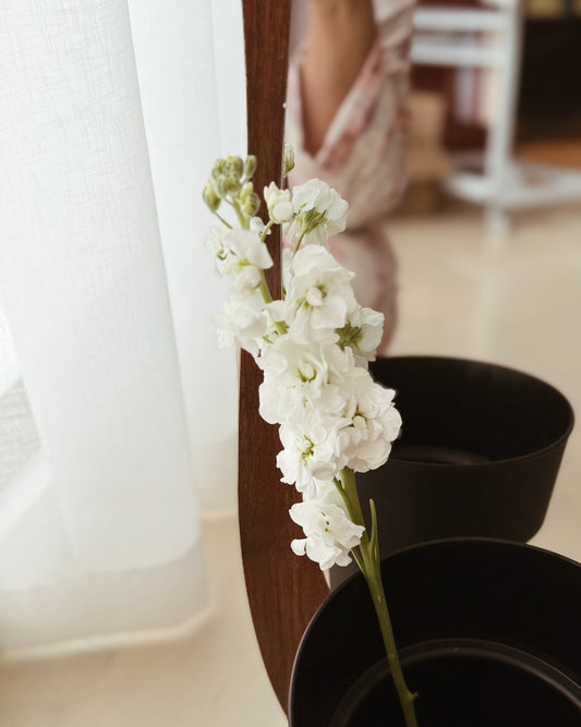 Matthiola | White