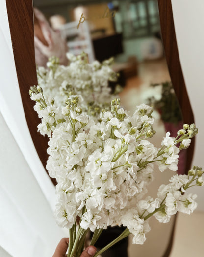 Matthiola | White