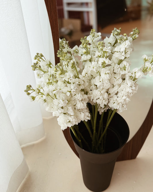 Matthiola | White