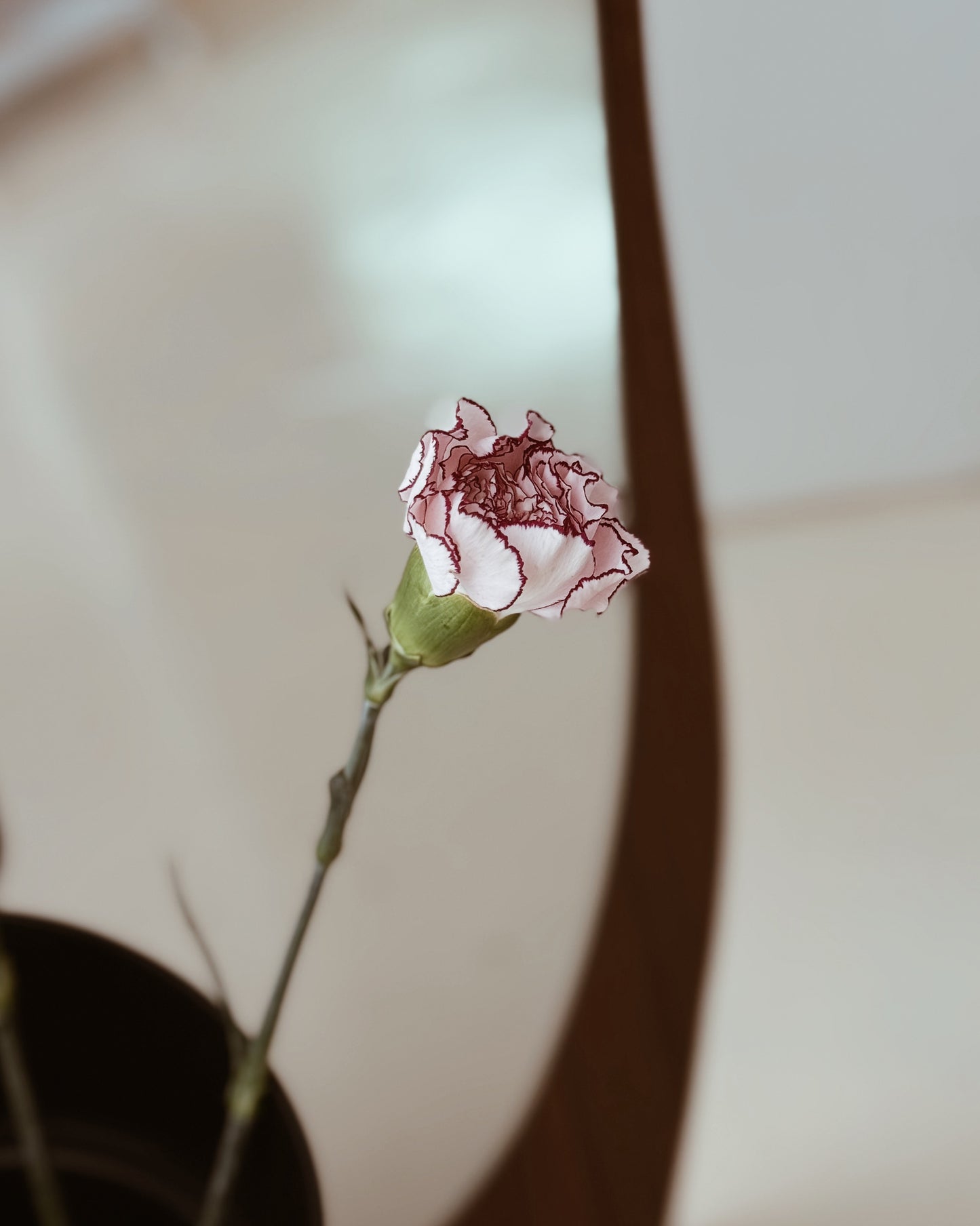 Carnation | Purple Line