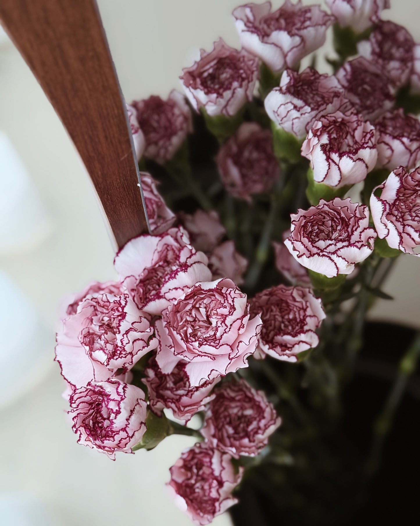 Carnation | Purple Line