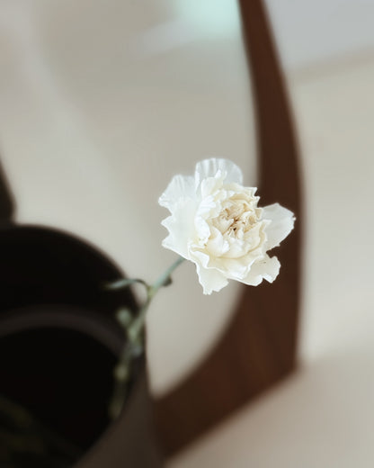 Carnation | White