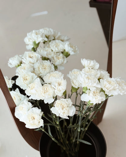 Carnation | White