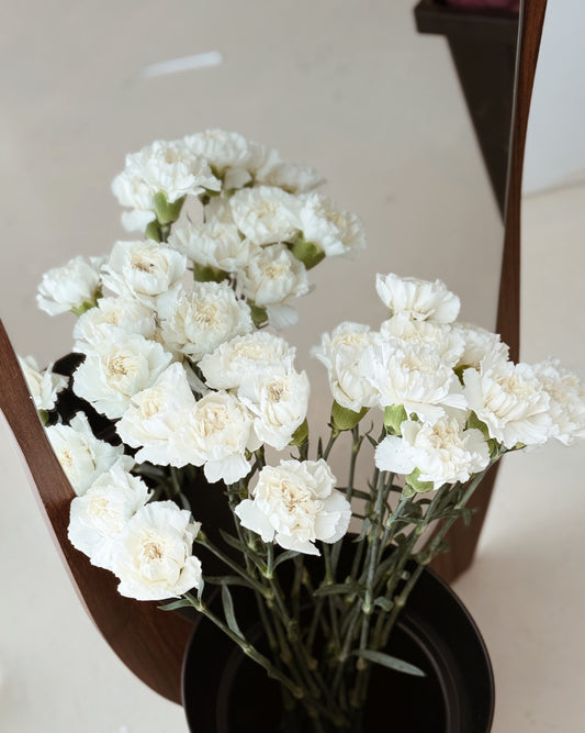 Carnation | White