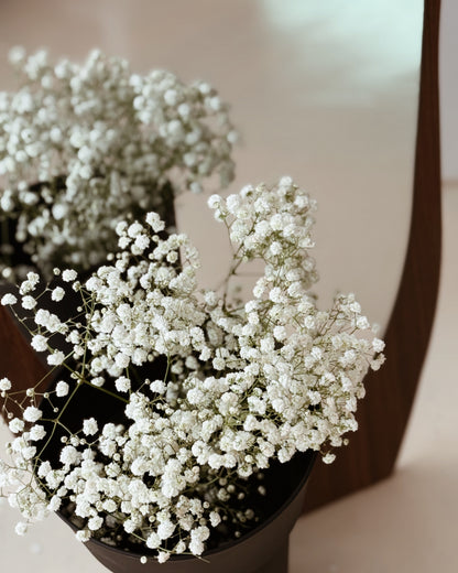 Baby's Breath | White