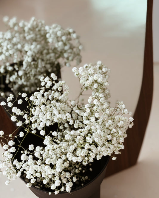 Baby's Breath | White