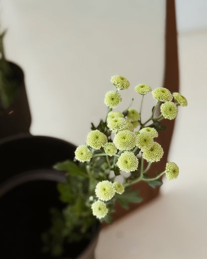 Calimero | Green
