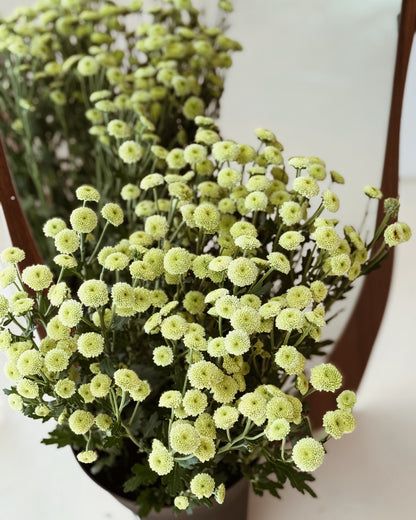Calimero | Green