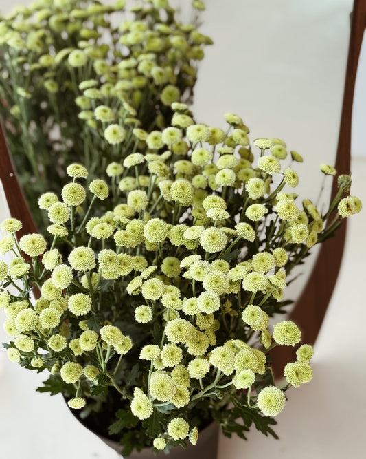 Calimero | Green