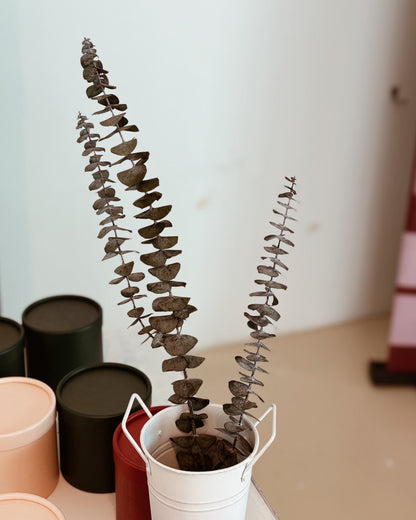 PRESERVED Silver Dollar Eucalyptus | Dark Green