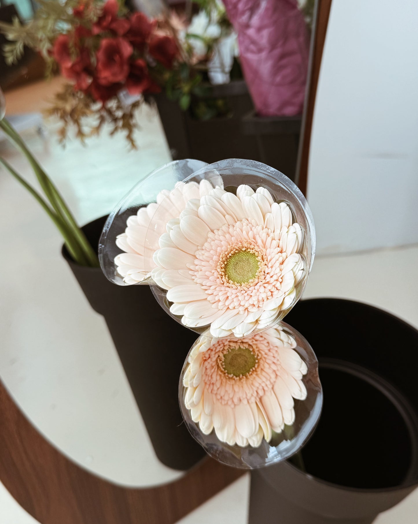 Gerbera | Champagne