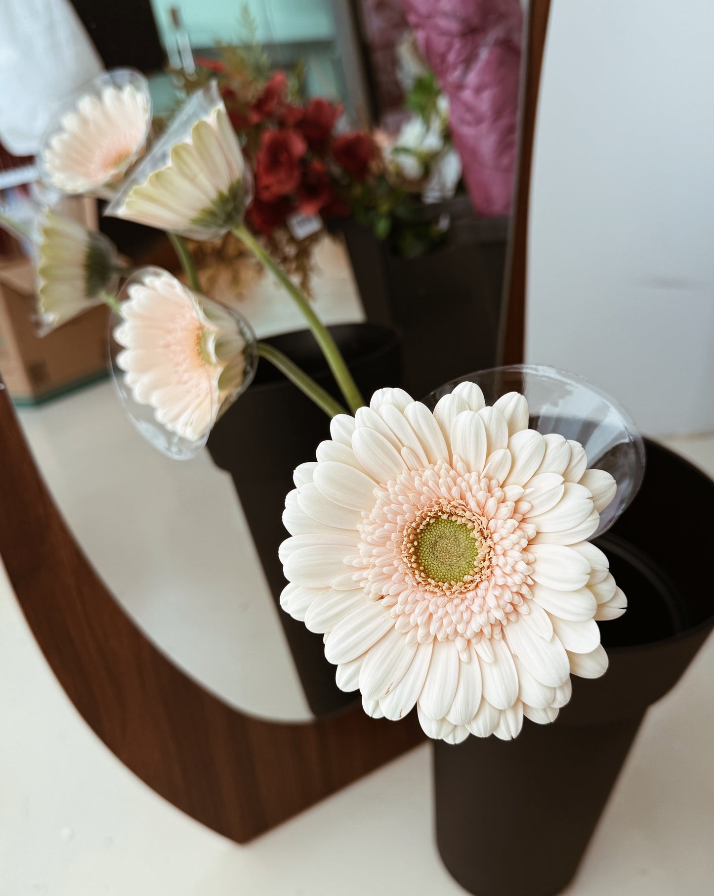 Gerbera | Champagne
