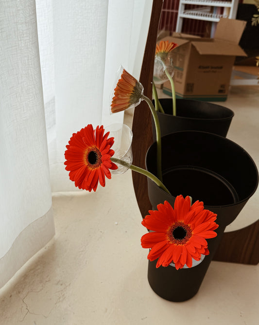 Gerbera | Bright Orange