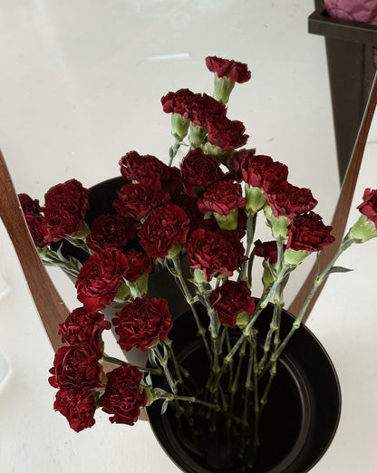 Carnation | Dark Red