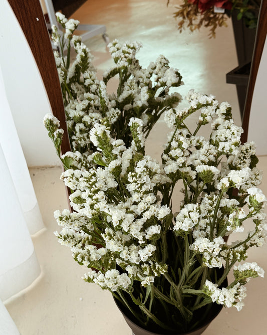 Statice | White