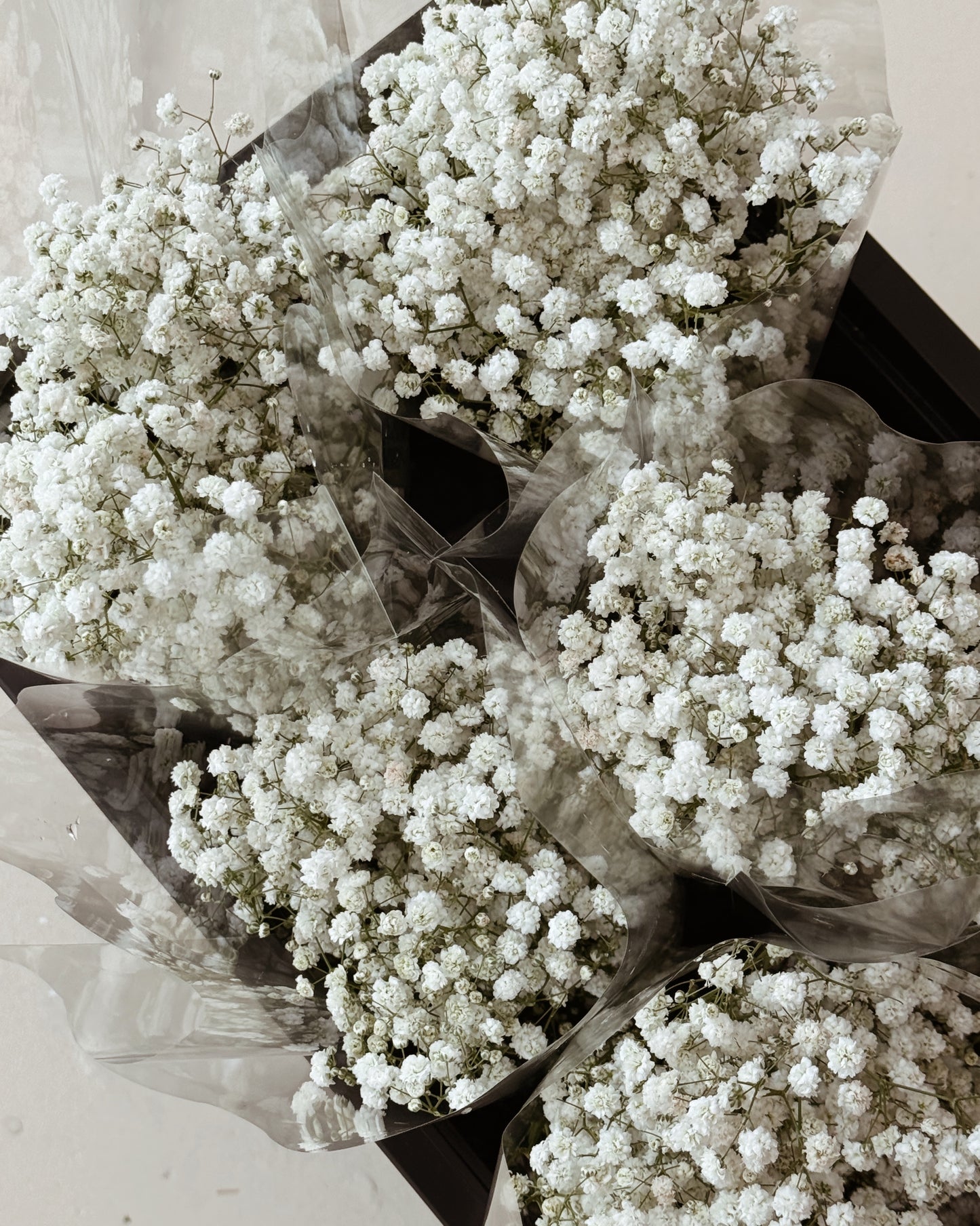 Baby's Breath | White