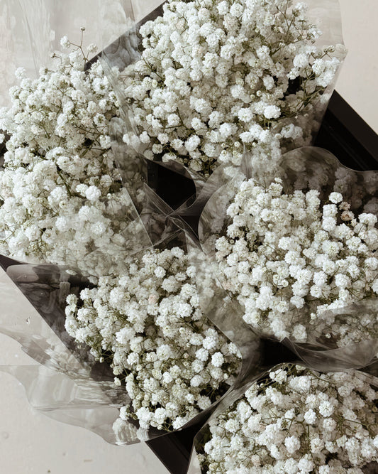 Baby's Breath | White