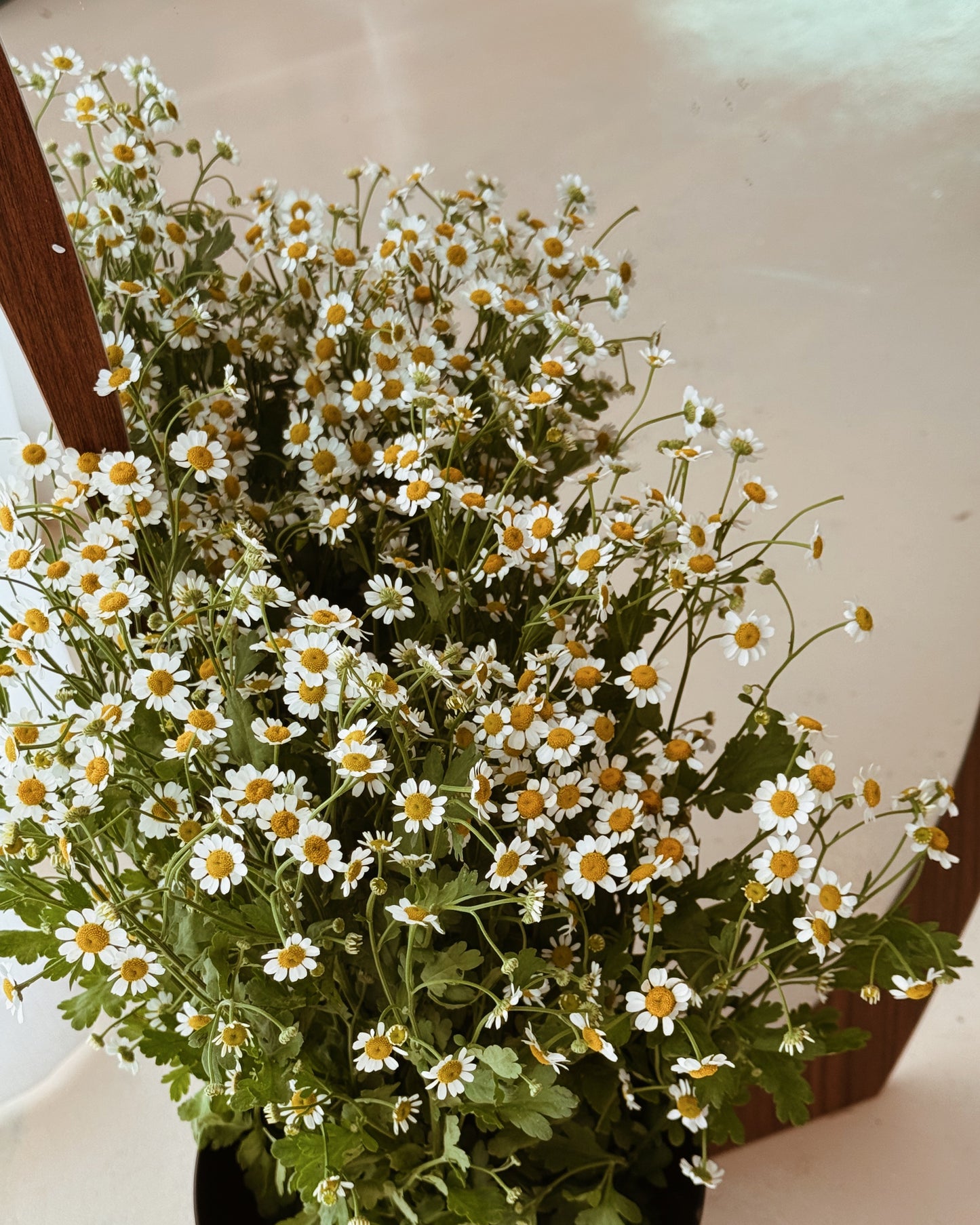 Chamomile
