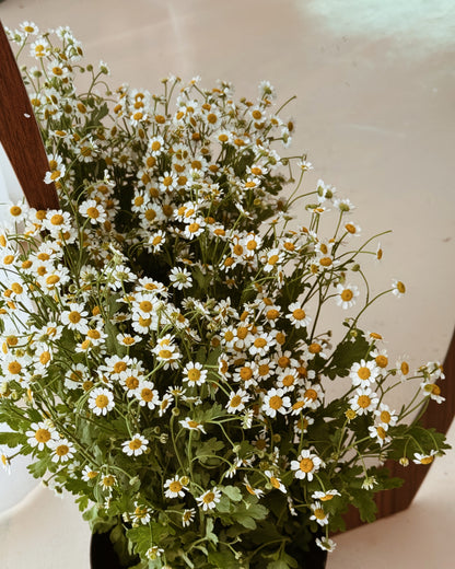 Chamomile