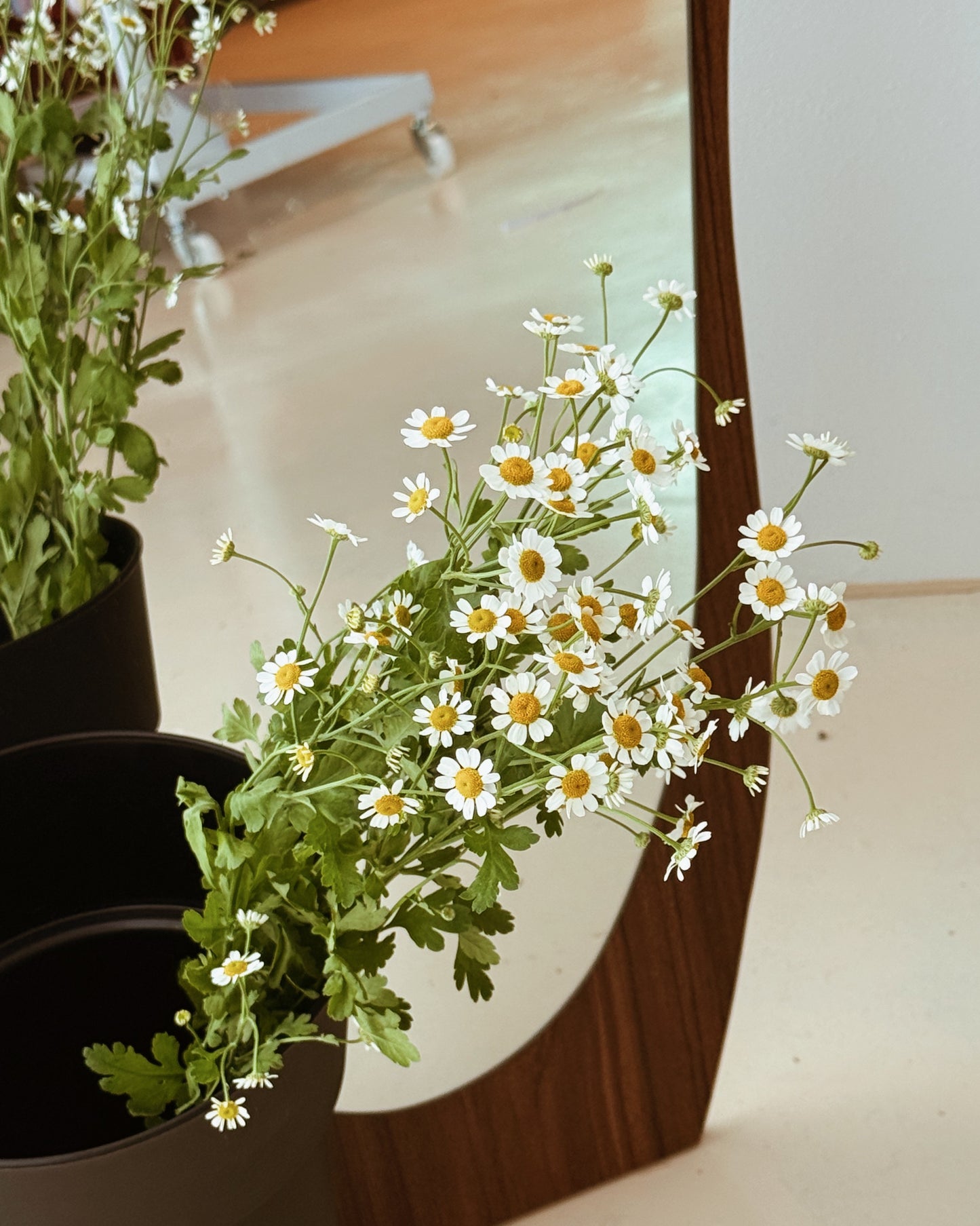Chamomile