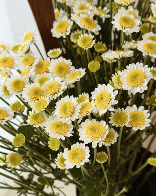 Chrysanthemum Pom Pom | Sun Up White