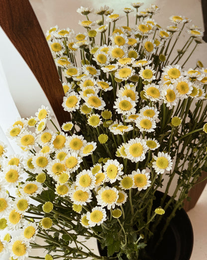 Chrysanthemum Pom Pom | Sun Up White
