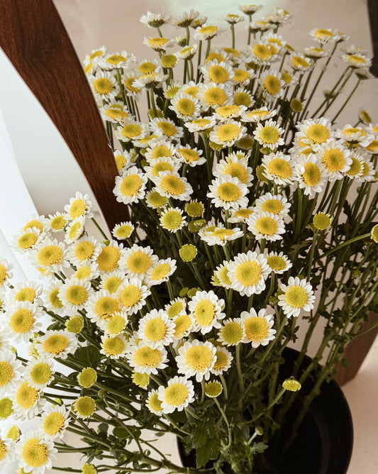 Chrysanthemum Pom Pom | Sun Up White