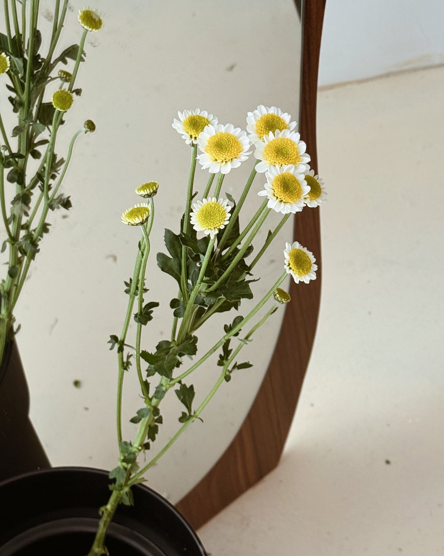 Chrysanthemum Pom Pom | Sun Up White