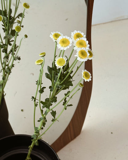 Chrysanthemum Pom Pom | Sun Up White