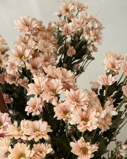 Chrysanthemum Pom Pom | Cappucino
