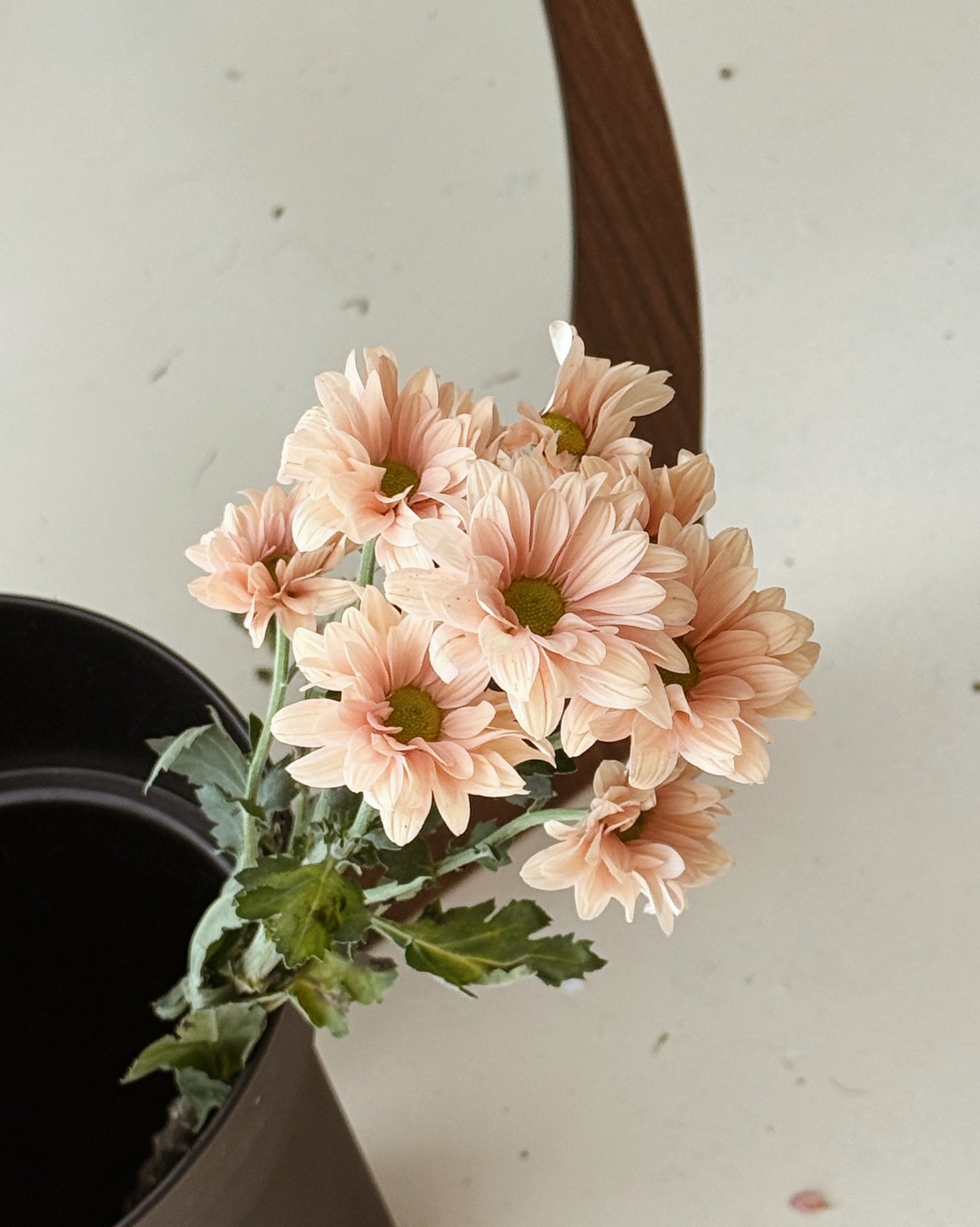 Chrysanthemum Pom Pom | Cappucino