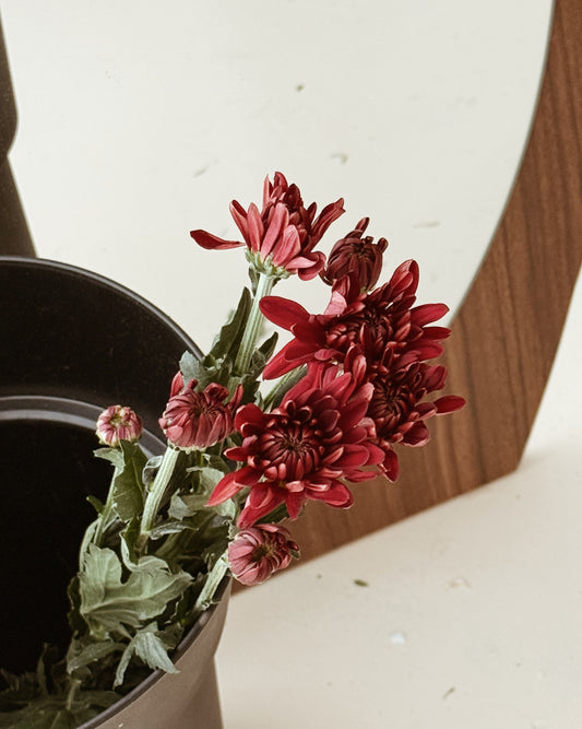 Chrysanthemum Pom Pom | Dark Red