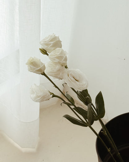 Eustoma | White