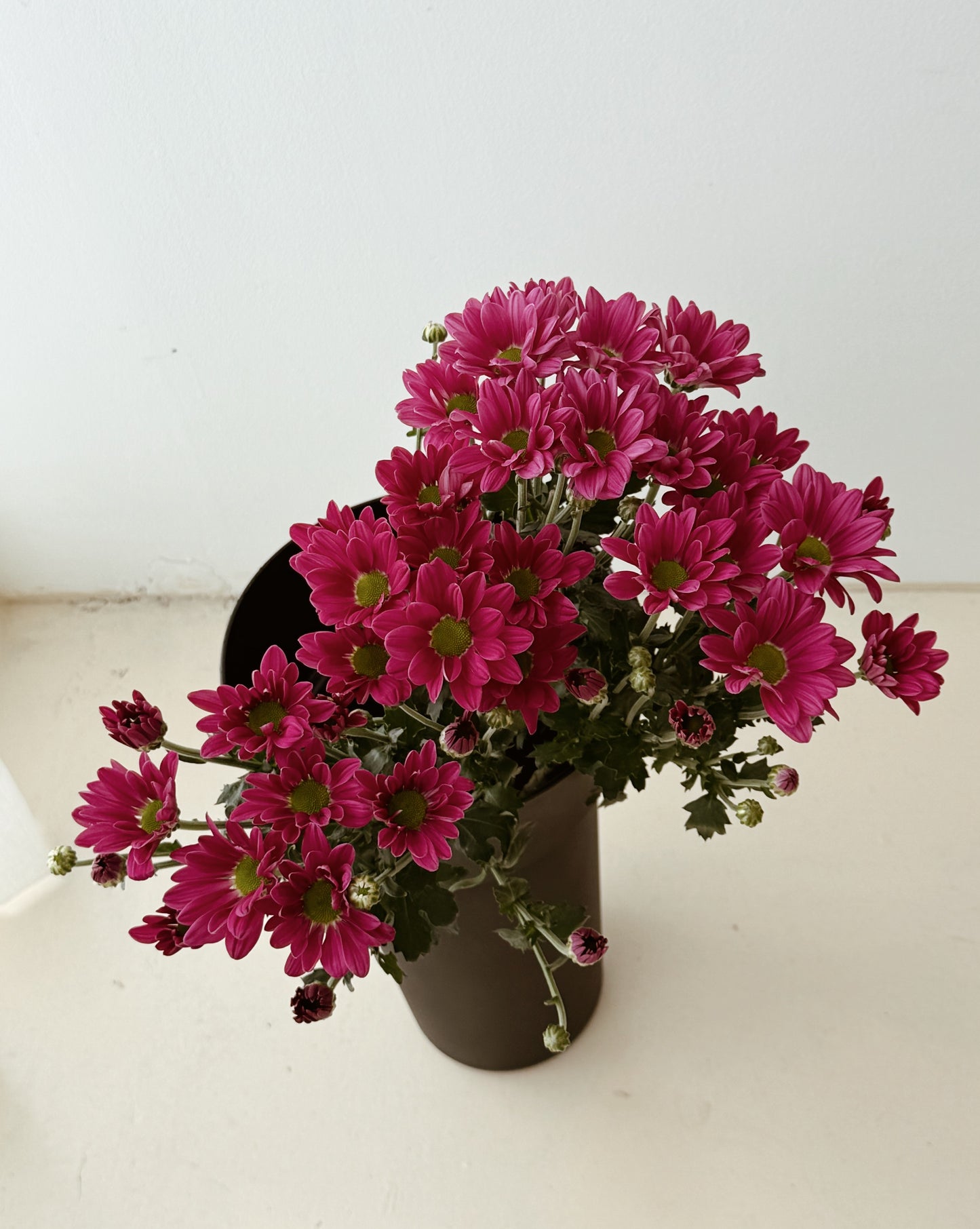 Chrysanthemum Pom Pom | Hot Pink